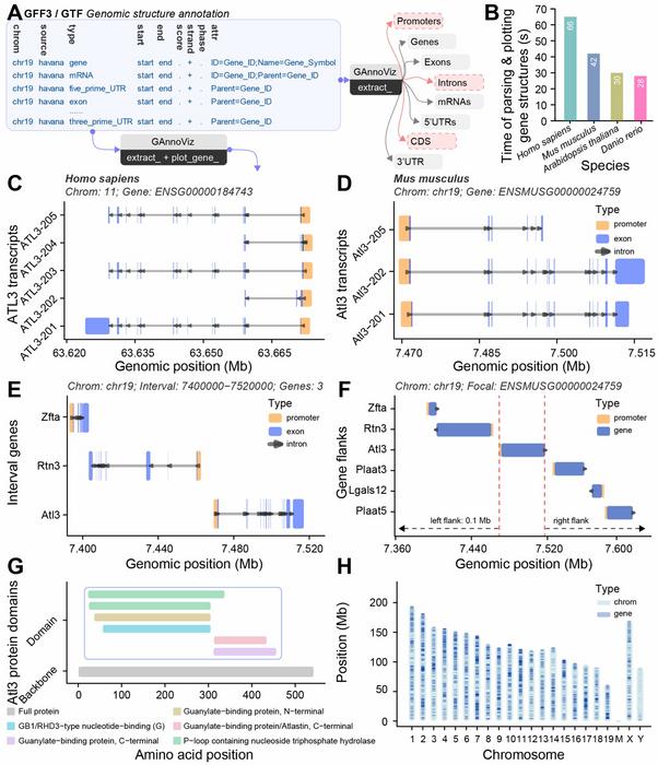 Extraction of genomic features and drawing of gene structures