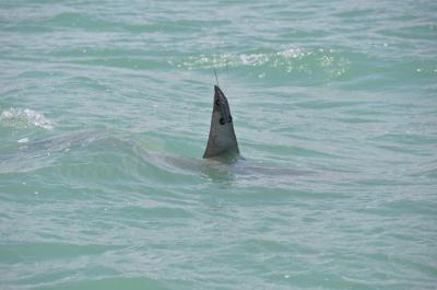Great Hammerhead Shark with Satellite Tag