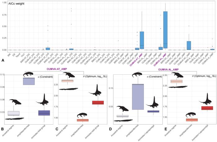 Results of evolutionary model fitting for body size