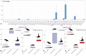 Results of evolutionary model fitting for body size