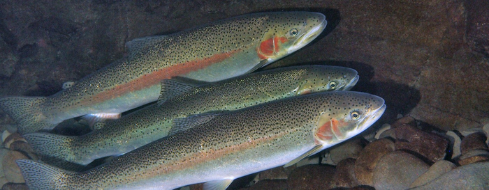 Steelhead