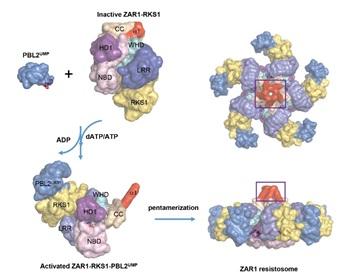 Diagram Depicting Dynamic Process of ZAR1 NLR Activation