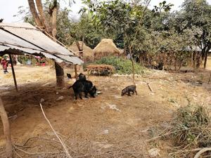 Pigs in Bangladesh