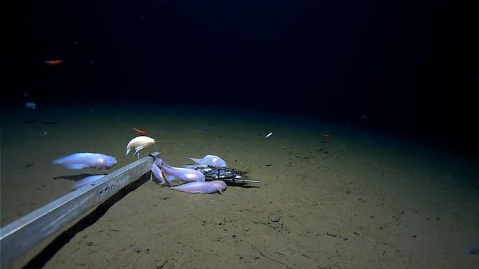 Supergiant amphipod