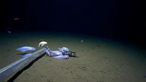 Supergiant amphipod