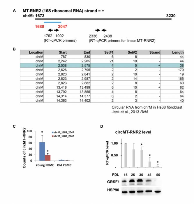 Aging-associated mitochondrial circular RNAs