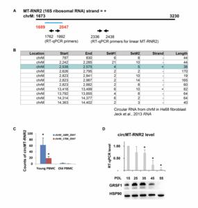 Aging-associated mitochondrial circular RNAs