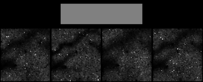 Visual stimulus presentation and simultaneous neural imaging