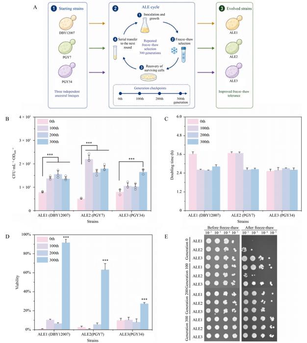 Fig.1 Adaptive laboratory evolution improves freeze–thaw survival while maintaining baseline growth capacity in Saccharomyces cerevisiae.