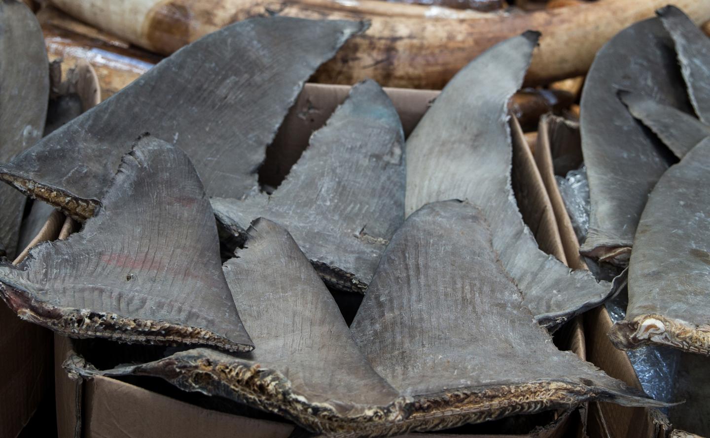 Dried Shark Fins