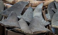 Dried Shark Fins