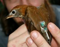 Wood Thrush