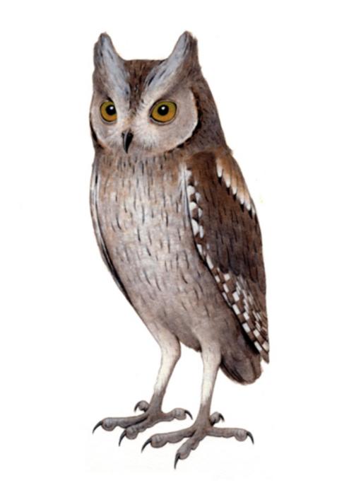 Madeiran Scops Owl