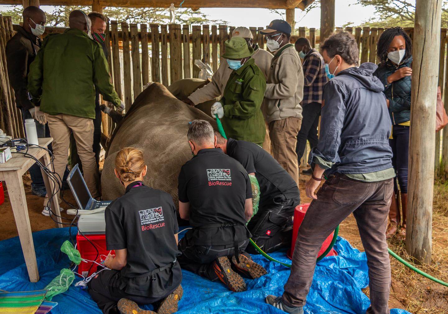 Leibniz-IZW scientists Dr. Susanne Holtze, Prof. Dr. Thomas Hildebrandt, and Prof. Dr. Robert Hermes during the procedure.