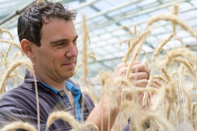 The Near-Complete Genome of Bread Wheat (5 of 8)