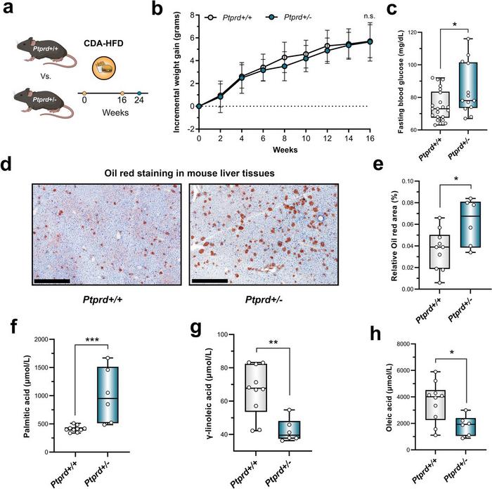 Ptprd deficiency promotes a phenotype of metabolic disease.