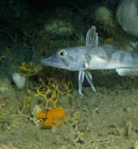Weddell Seabed