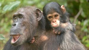 Chimpanze Mothers_1