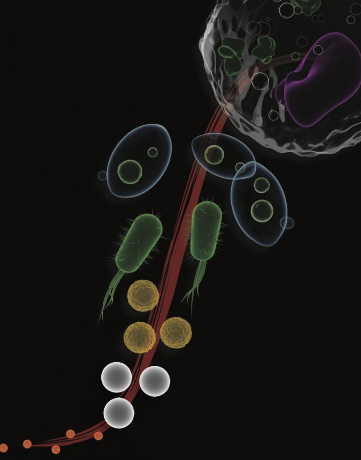 Scale Invariant Self-Assembly Dynamics from Quantum Dots to Human Cells