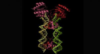 Transposon Structure