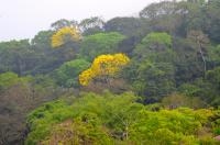 Tropical Forest Canopy, Panama (2 of 2)