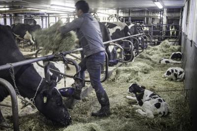 Undocumented Farm Worker on a Vermont Dairy Farm