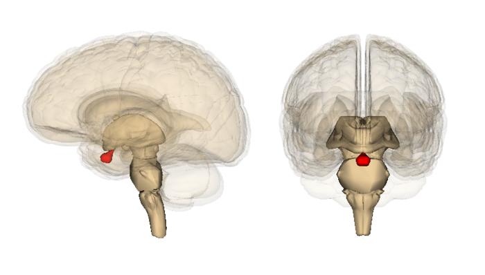 Combined endoscopic endonasal and transcranial surgery (CECS) to transform the future of GIPitNETs treatment
