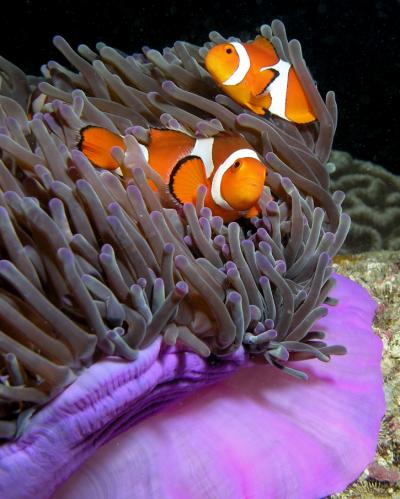 Purple Anemone and Anemone Fish