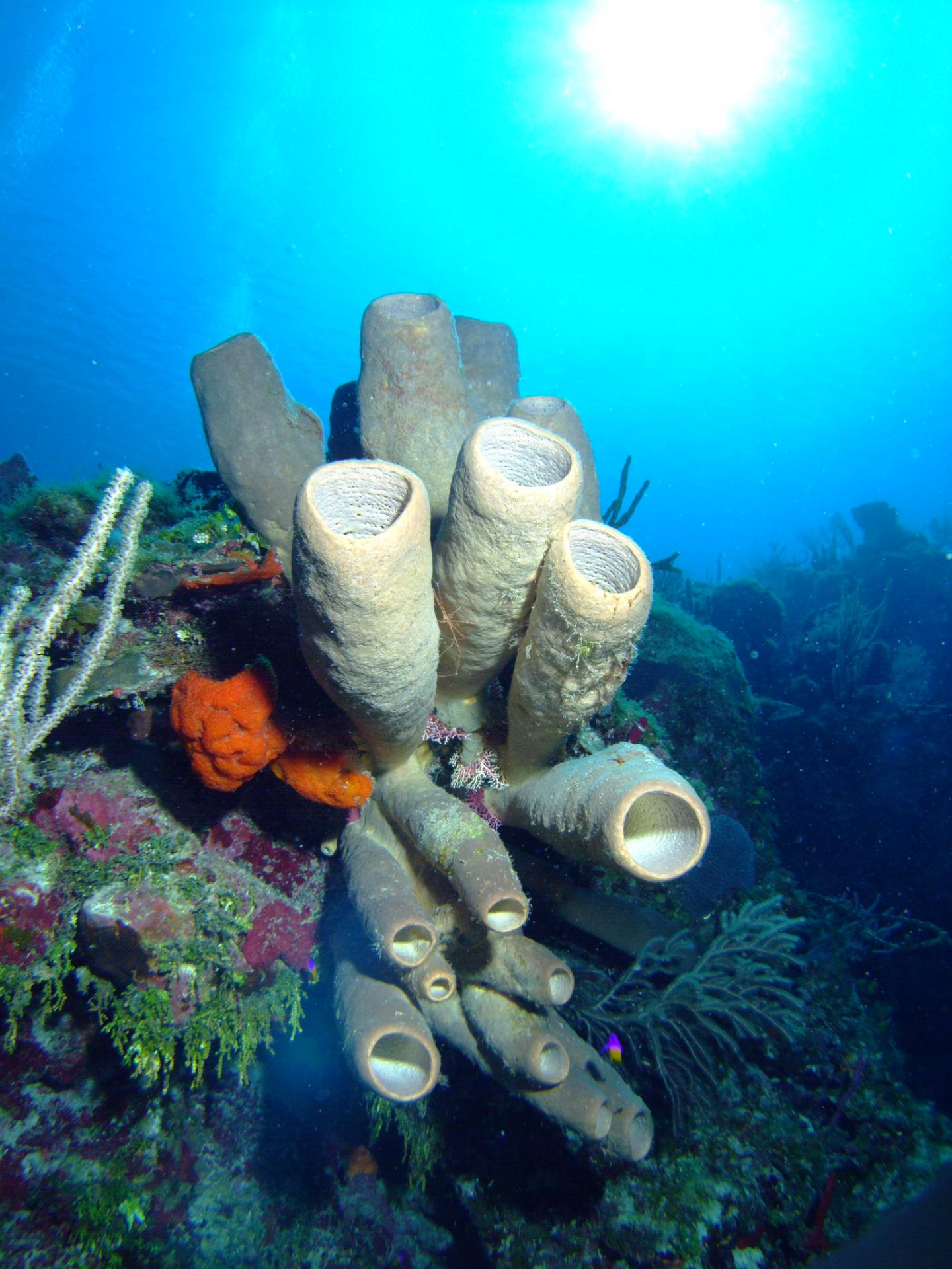 Coral Reef