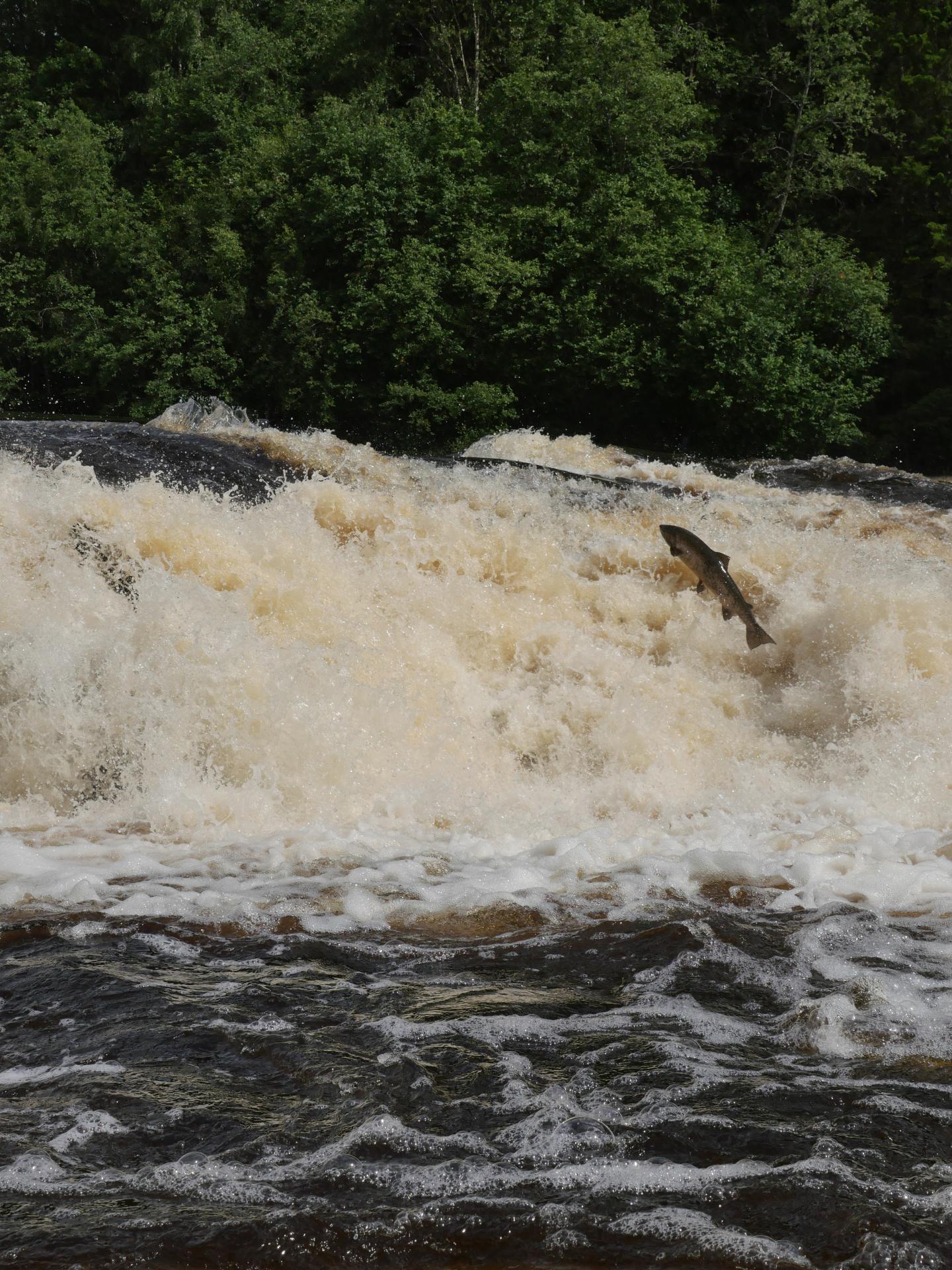 Salmon in River