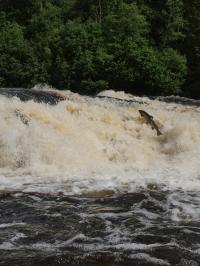 Salmon in River