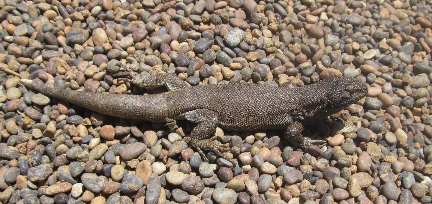 <i>Liolaemus uniformis</i>