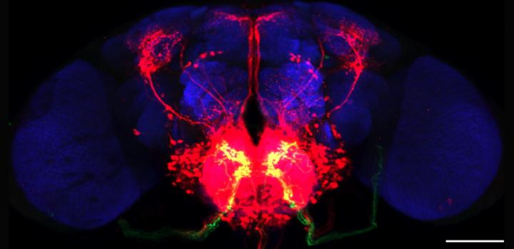 Taste Circuits in the Brain