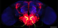 Taste Circuits in the Brain