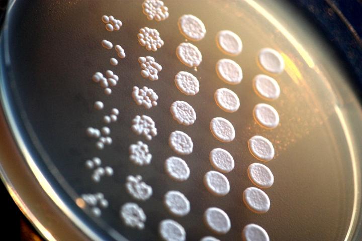 Baker's Yeast Cultures