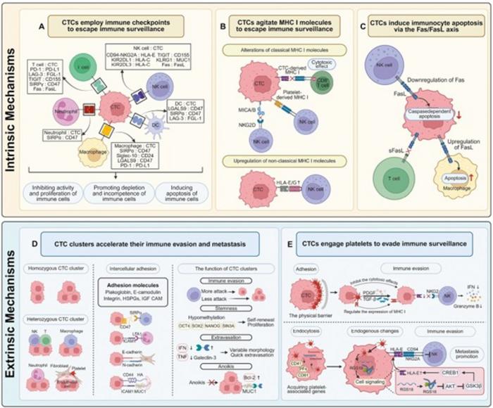 Immune Evasion Mechanisms of Circulating Tumor Cells