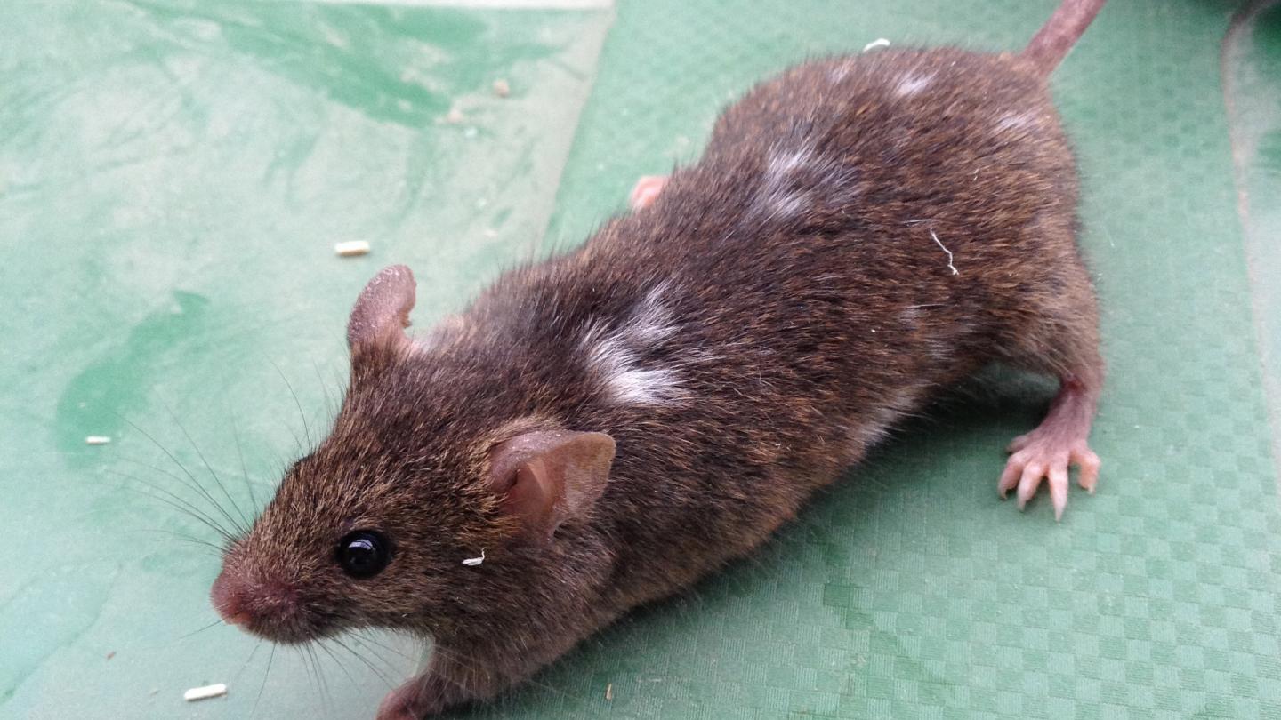 Wild House Mouse