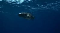 Video: Exceptional Fossil Fish Reveals New Evolutionary Mechanism for Body Elongation