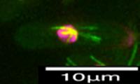 Normal Cell Replication