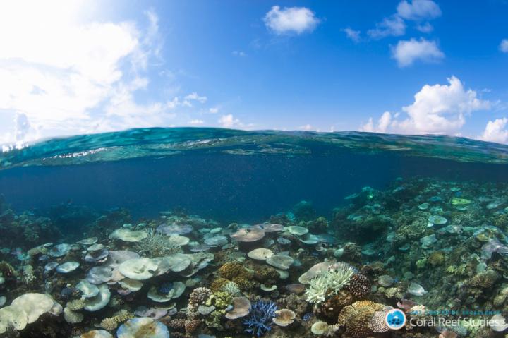Coral Bleaching Threatens the Diversity of Reef Fish (2 of 2)