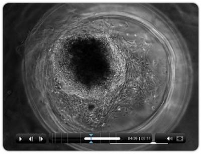 iPS Inside of a 3-D Fibrin Scaffold