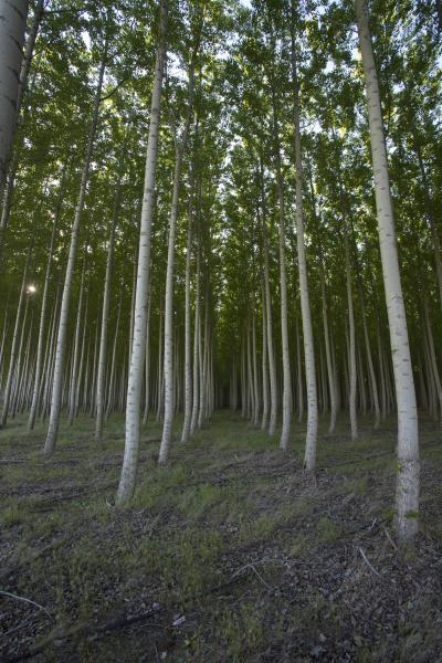 Poplar Plantation near Boardman, OR