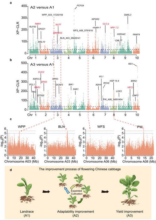 Genome-wide analysis of selective sweeps during modern flowering Chinese cabbage breeding.