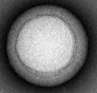 Nanosponge TEM