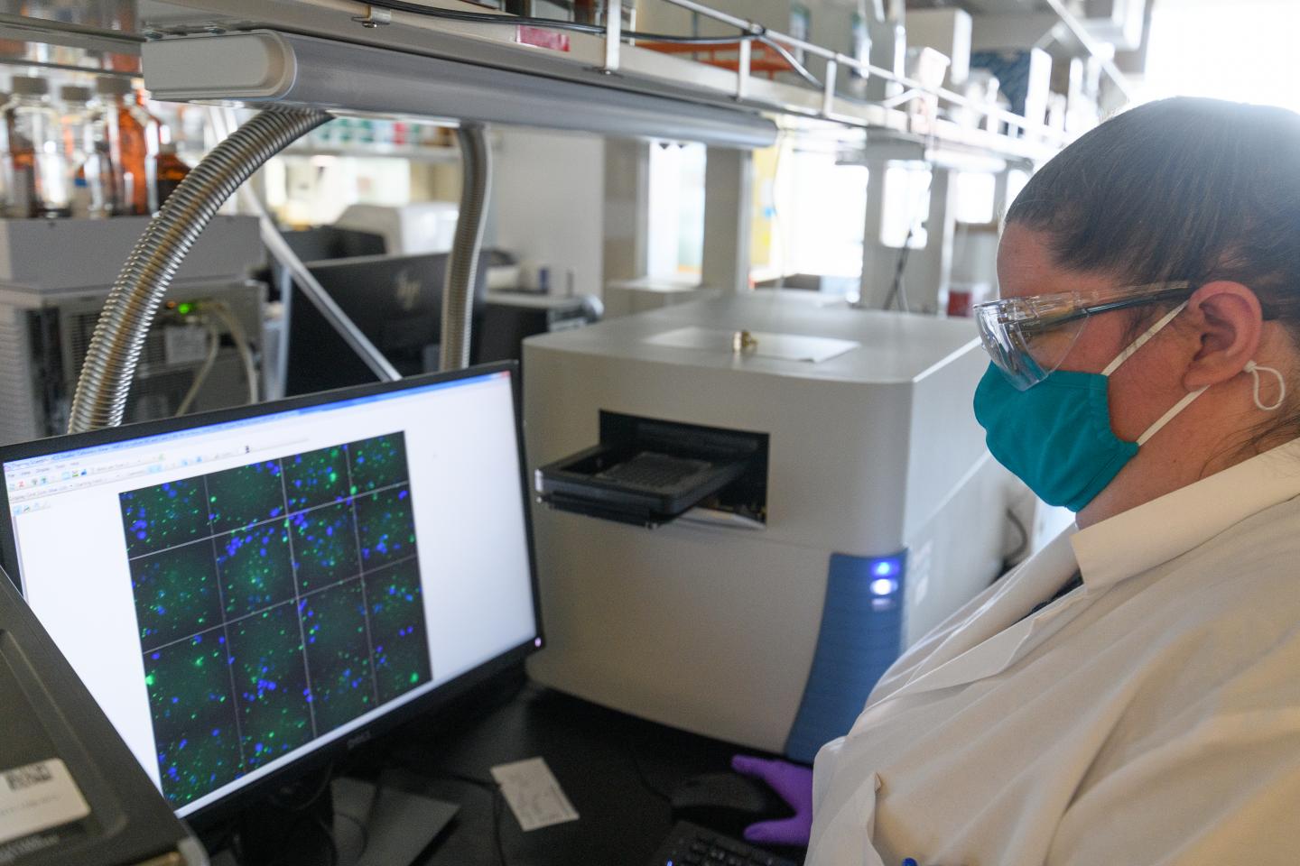 Testing Artemisia annua extracts in the lab