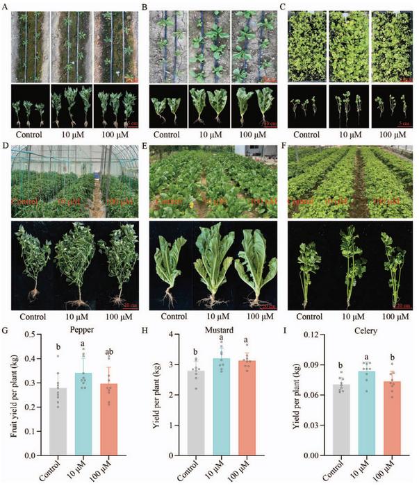 Field treatment of pepper, mustard and celery with PGPHL.
