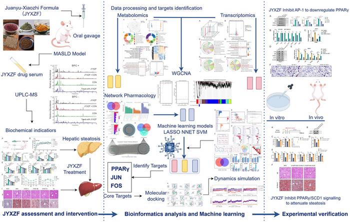 Integrative Multi-omics and Machine Learning Reveal the Therapeutic Mechanisms of Juanyu-Xiaozhi Formula in Metabolic Dysfunction-associated Steatotic Liver Disease and Hepatic Fibrosis via the AP-1/PPARγ/SCD1 Axis