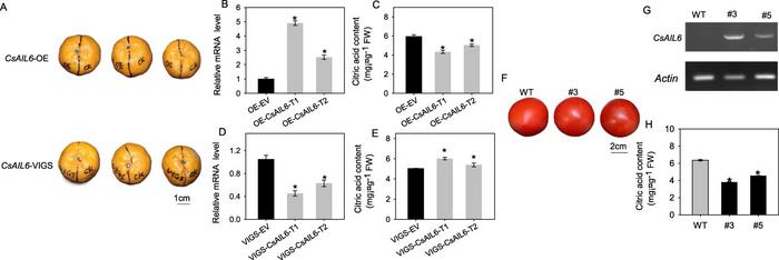 Functional characterization of CsAIL6 in transgenic citrus fruits and tomato lines.