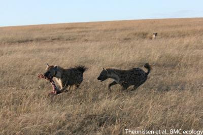 Hyenas