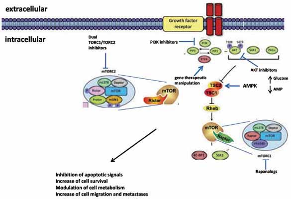 Targeting the PI3K/AKT/mTOR Pathway in Prostate Cancer Development and Progression: Insight to Therapy
